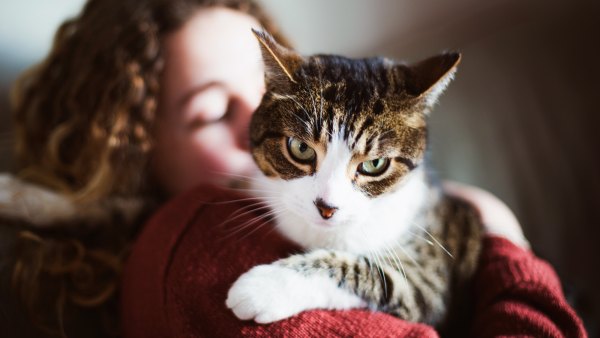new Zealand cat ban
