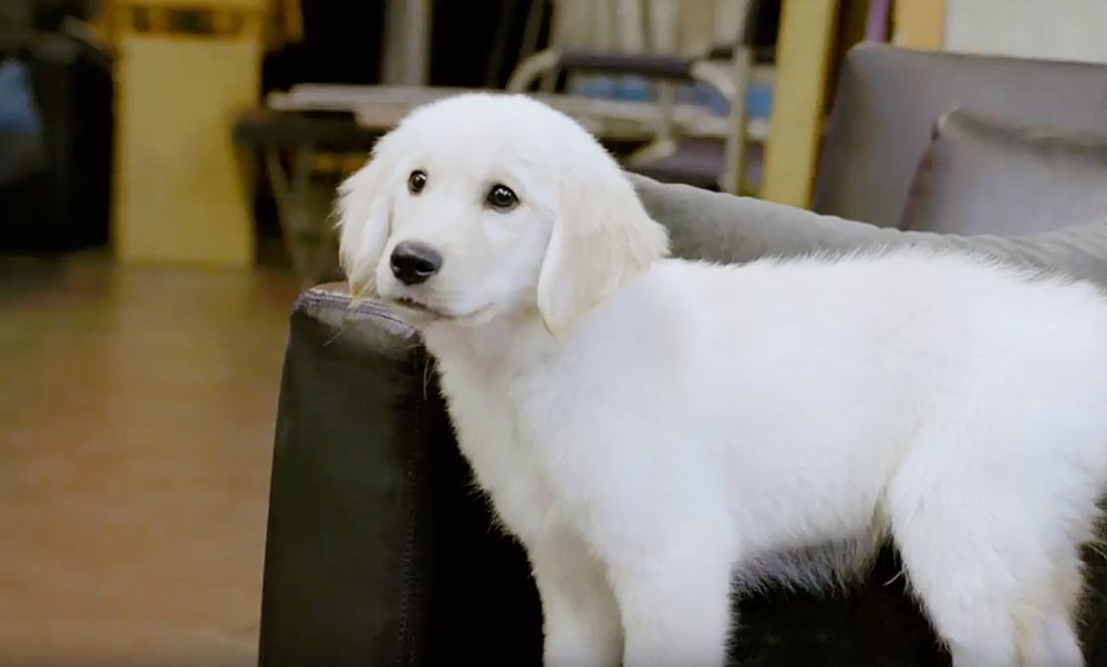 Puppy Casting Call for NBC 'Chicago' Shows