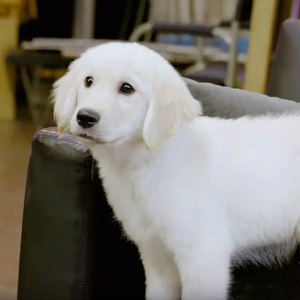 Puppy Casting Call for NBC 'Chicago' Shows