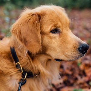 How Prepared Are You and Your Pet for a Natural Disaster?