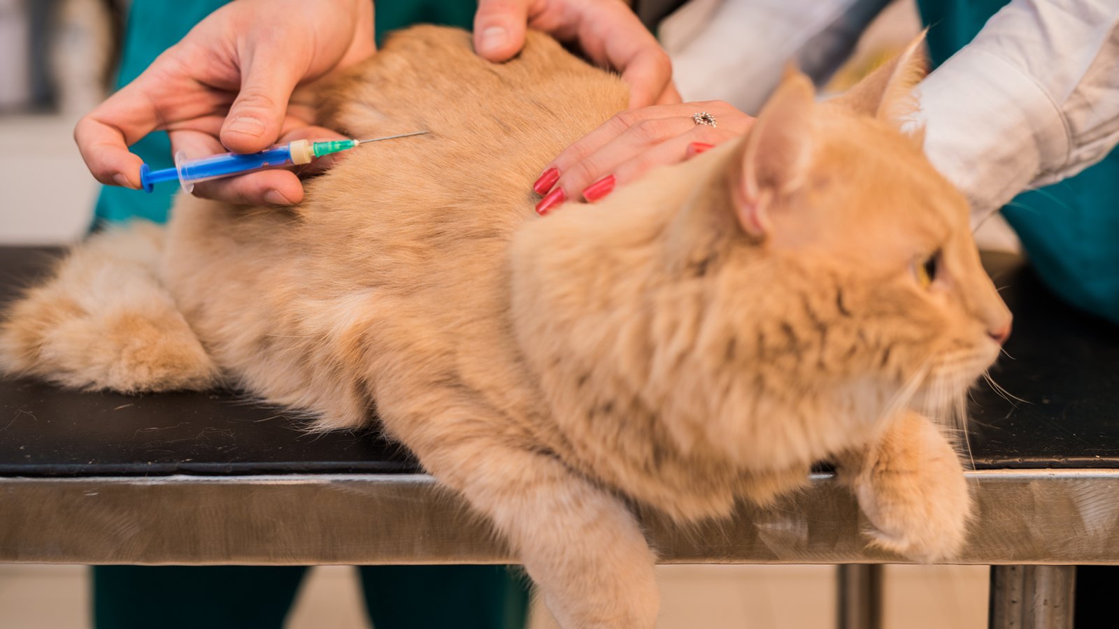 Young male cat receiving a vaccine.