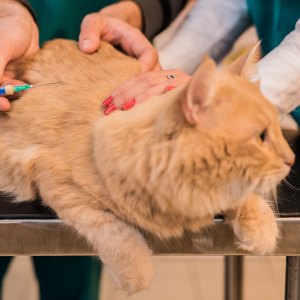 Young male cat receiving a vaccine.