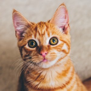 cute cate names