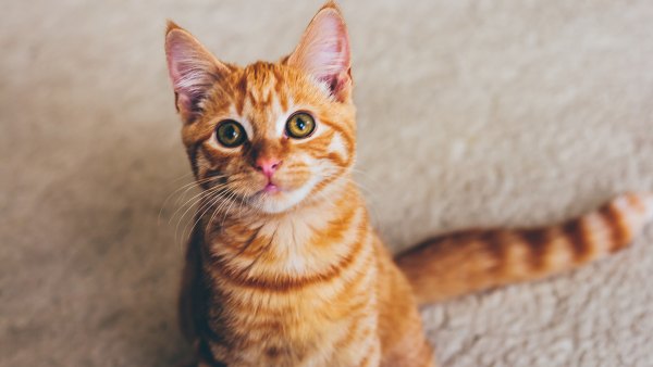 cute cate names
