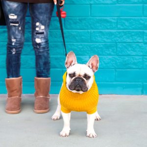 dog fall fashion