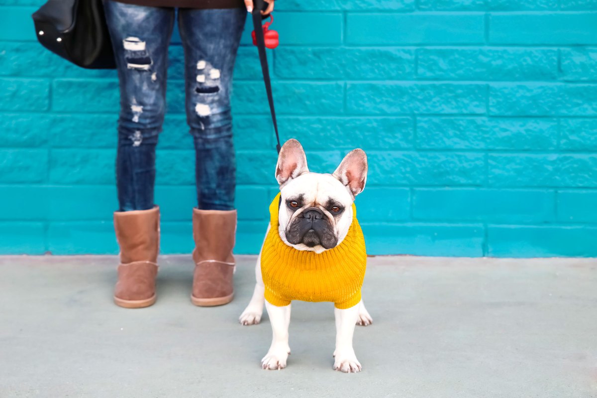 dog fall fashion