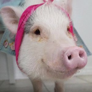 Hamlet the Piggy