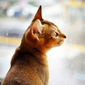 cat pets safe hurricane