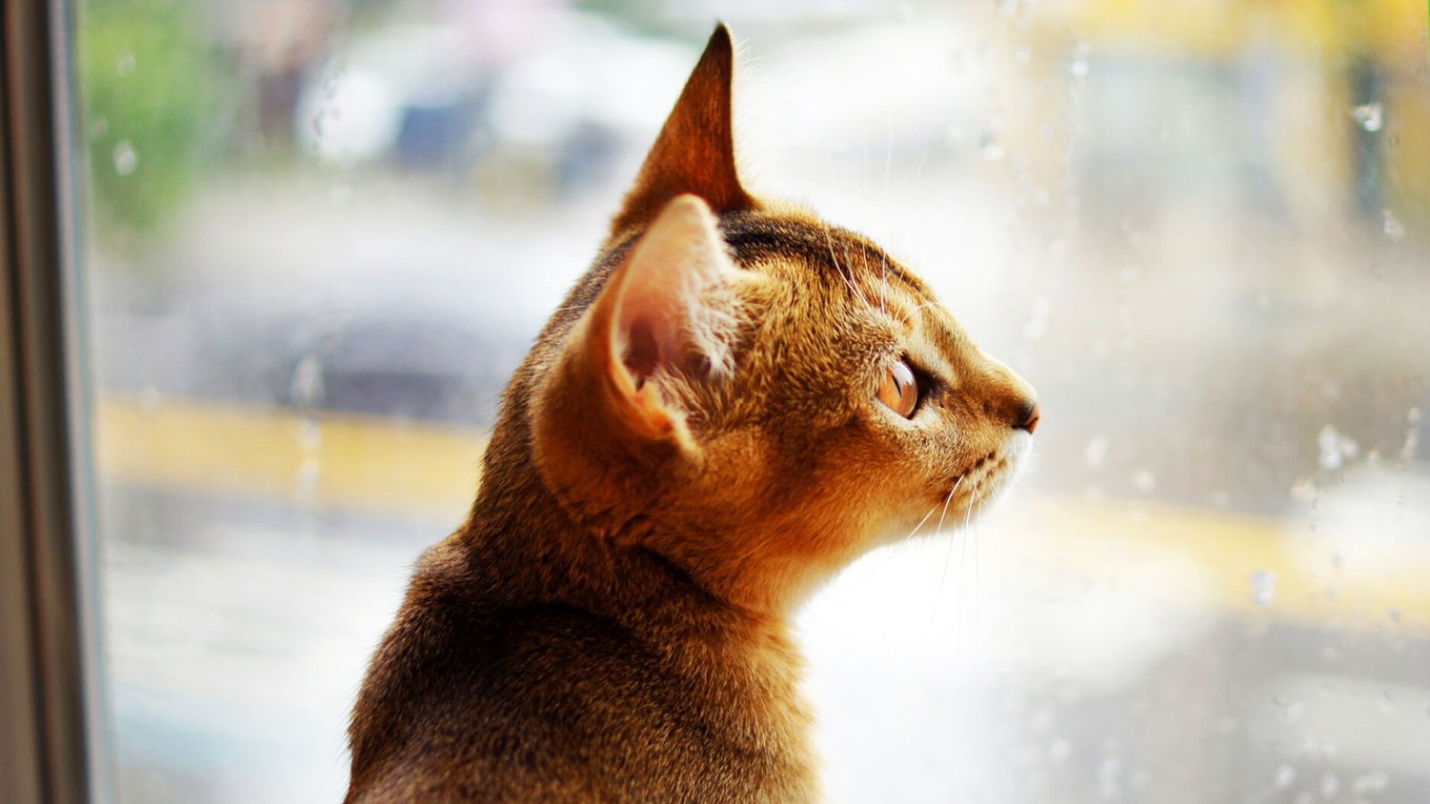 cat pets safe hurricane