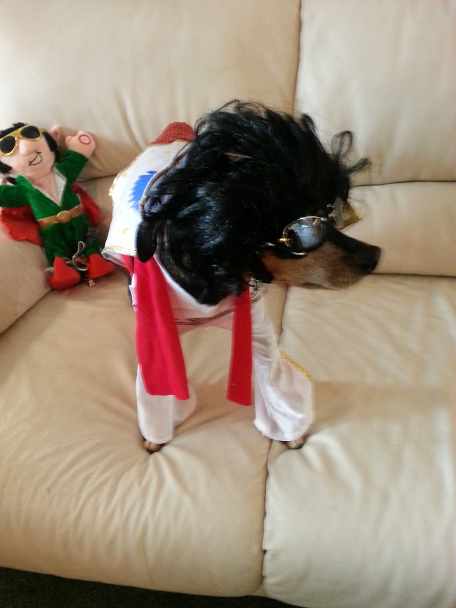 Elvis dog costume