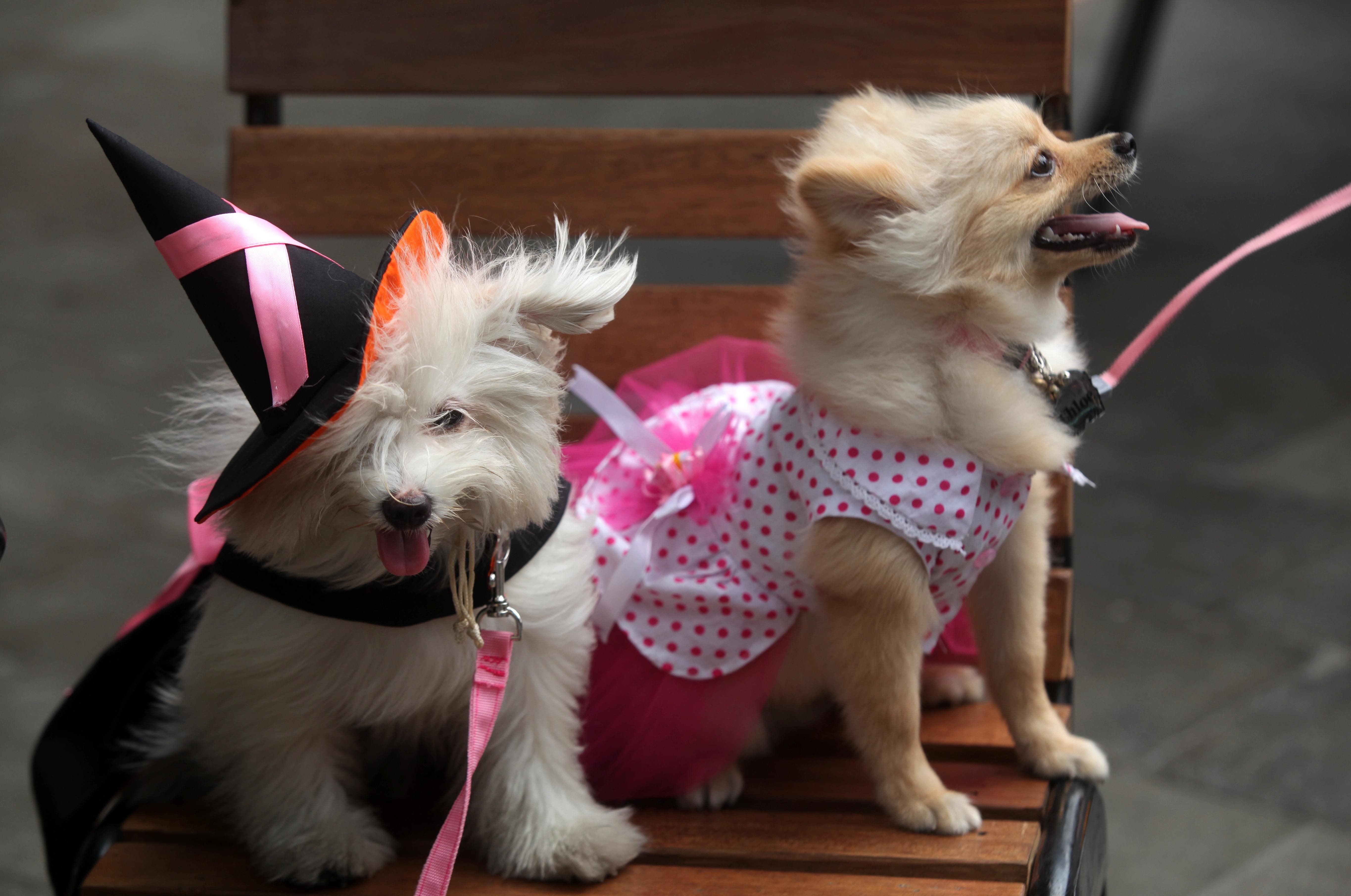 dog halloween costumes