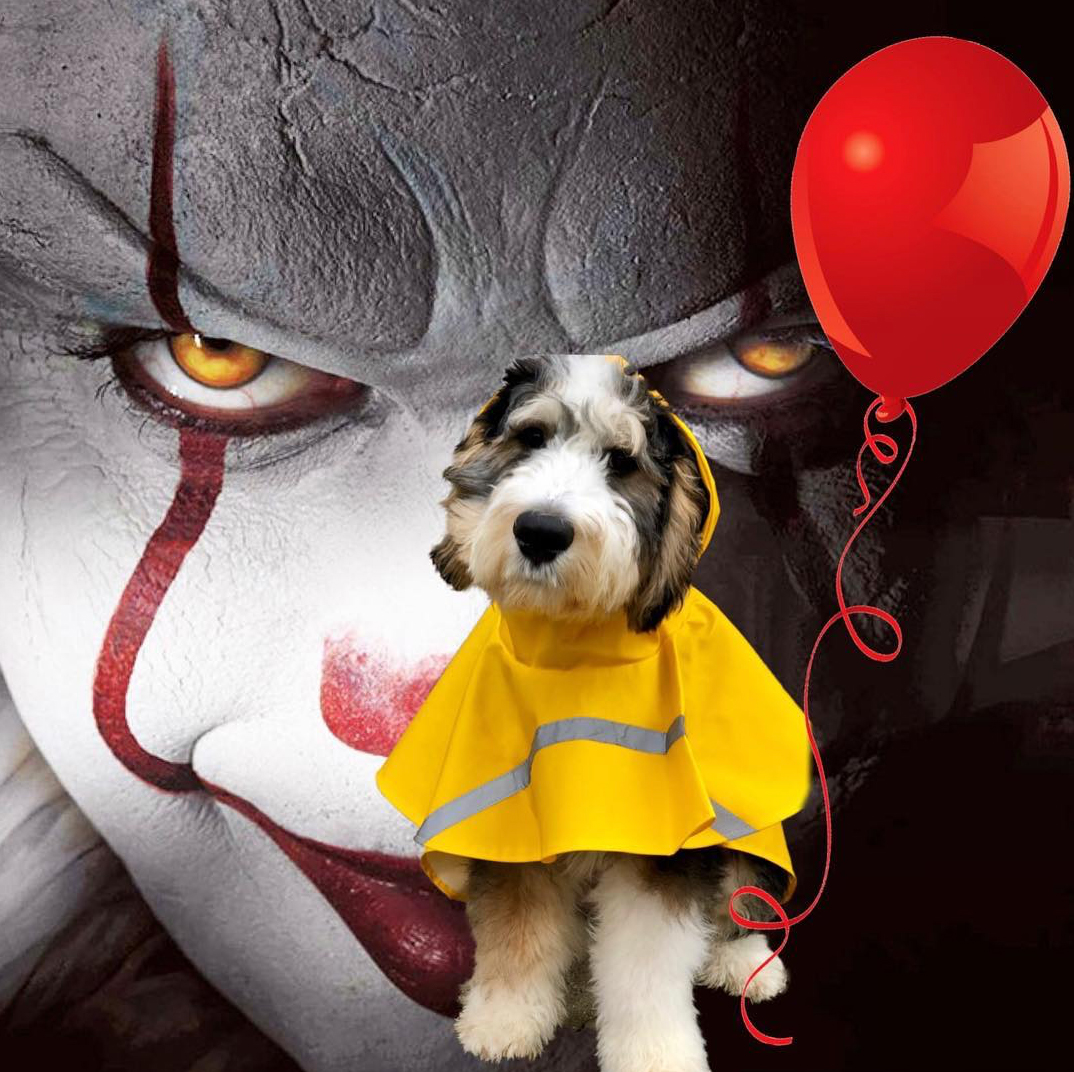 Dogs in Pop Culture-Inspired Halloween Costumes: Photos