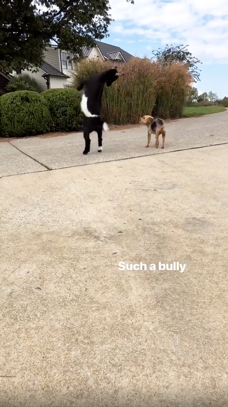 Kristin Cavallari, Goat, Dog, Bully, Instagram