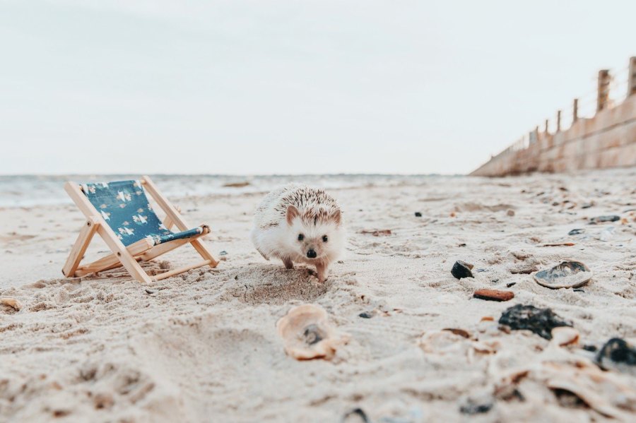 Lionel-the-Hedgehog-beach2