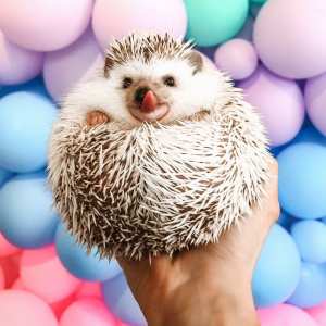 Lionel-the-Hedgehog-cannonborough_collective
