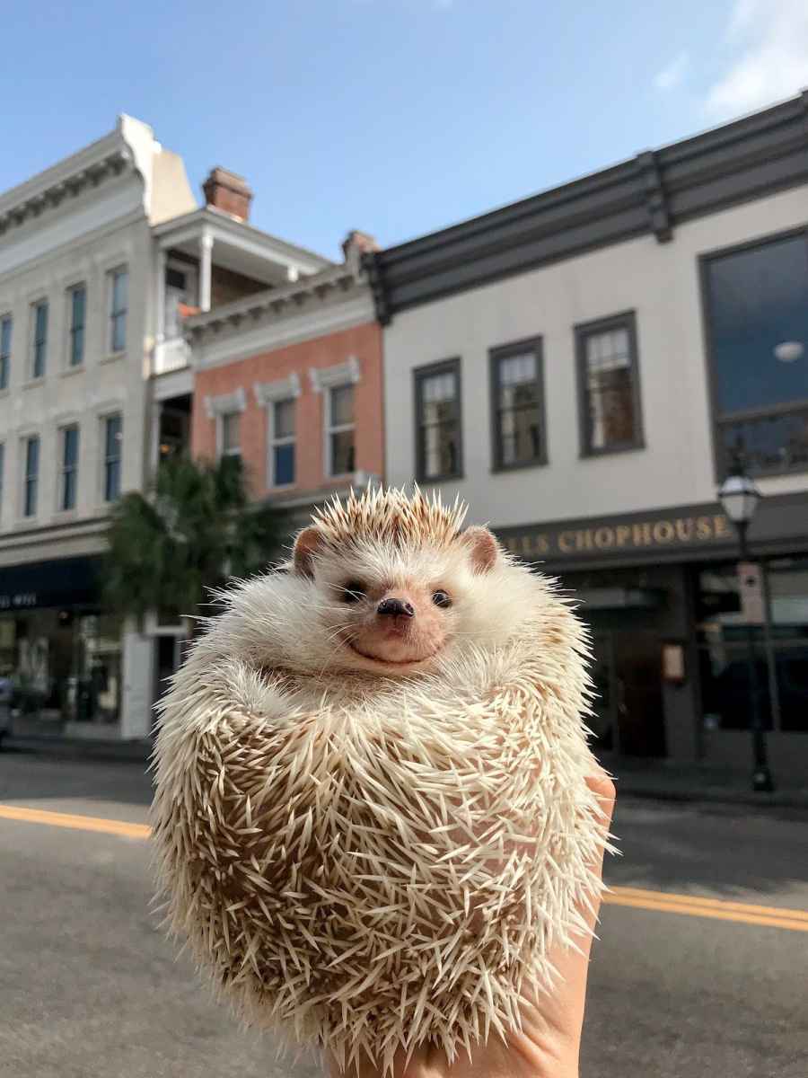 Lionel-the-Hedgehog-king_street