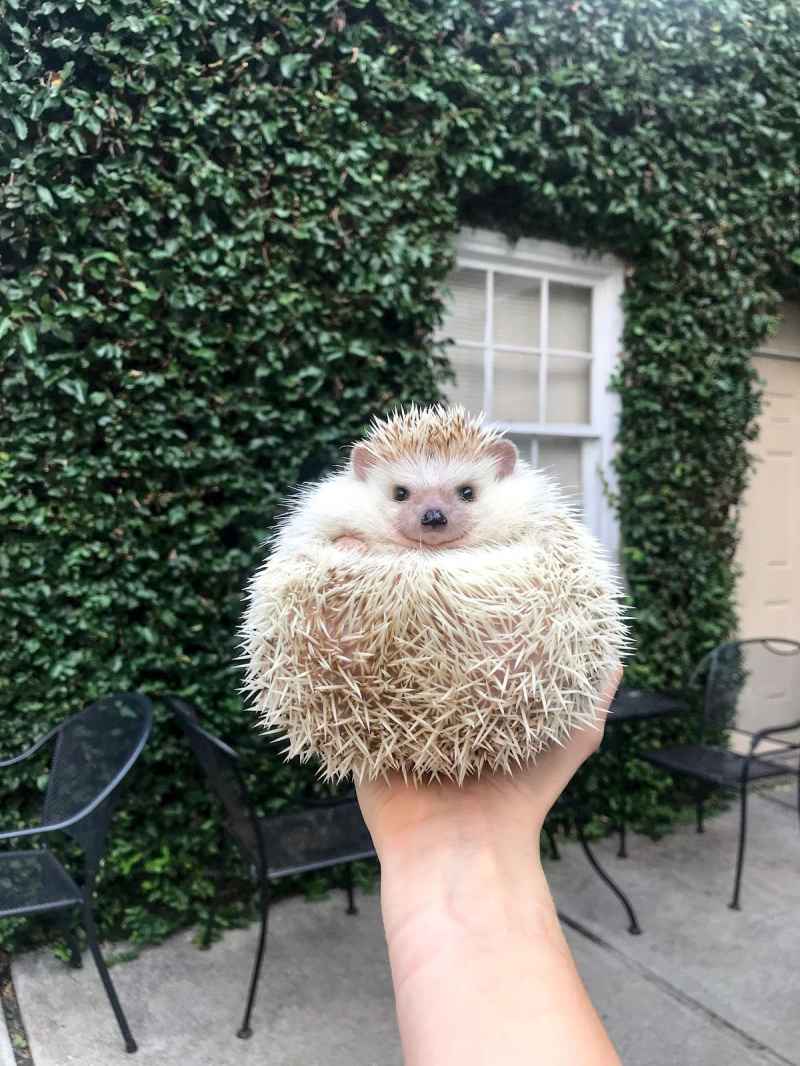 Lionel-the-Hedgehog-kudu_coffee