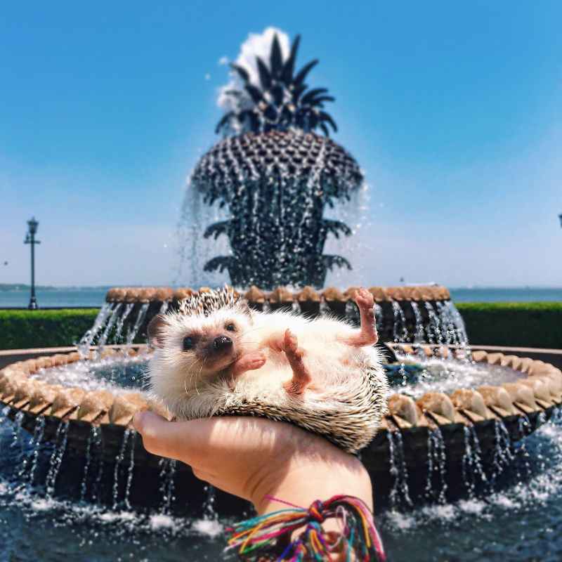 Lionel-the-Hedgehog-waterfront_park