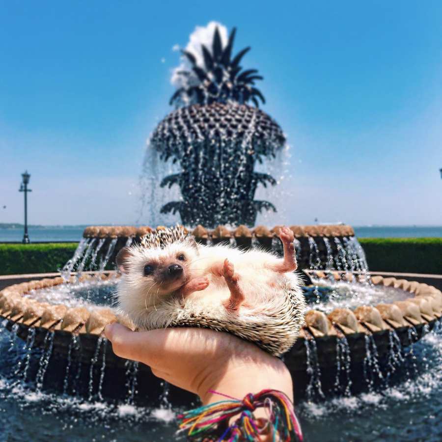 Lionel-the-Hedgehog-waterfront_park