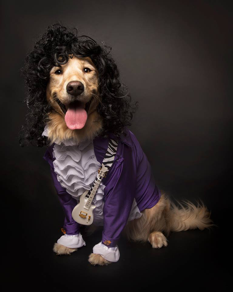 prince dog costume