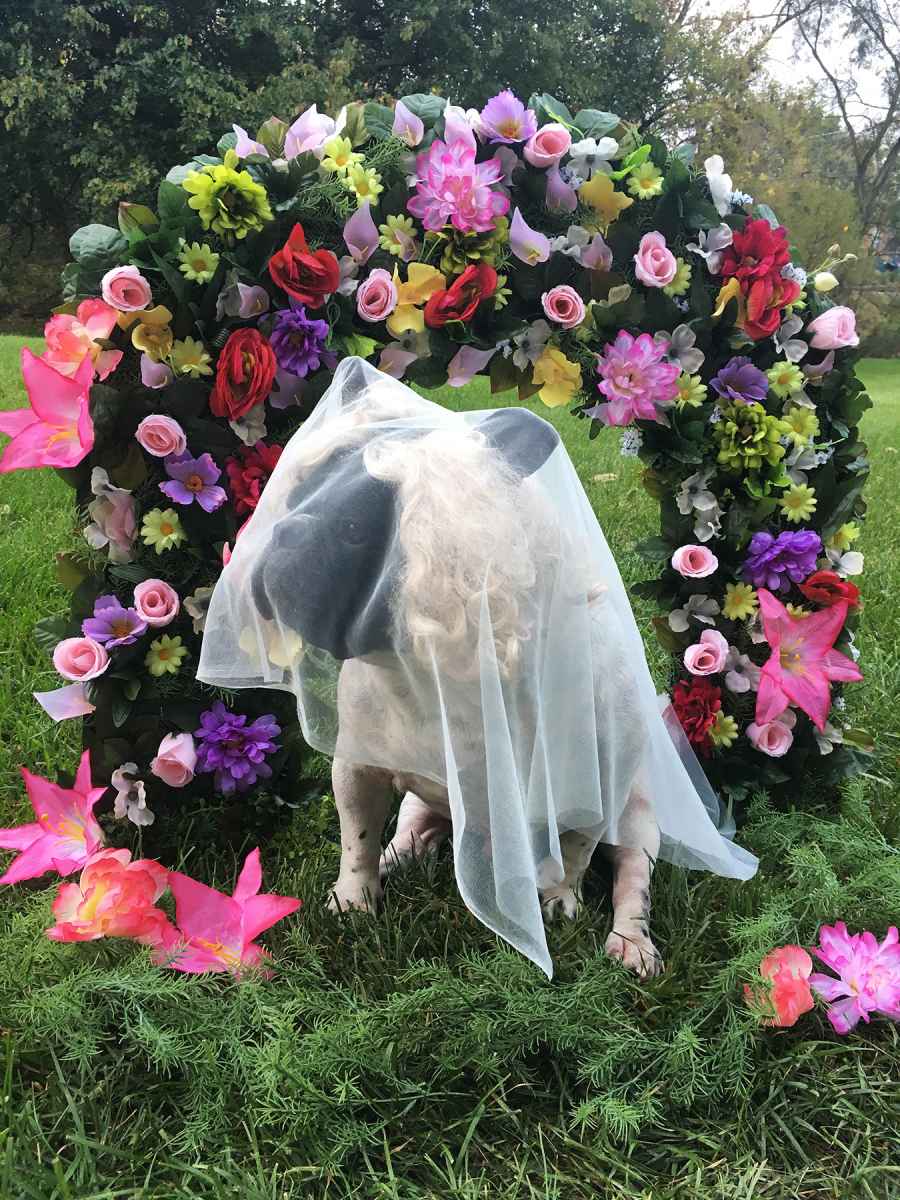 beyonce dog costume