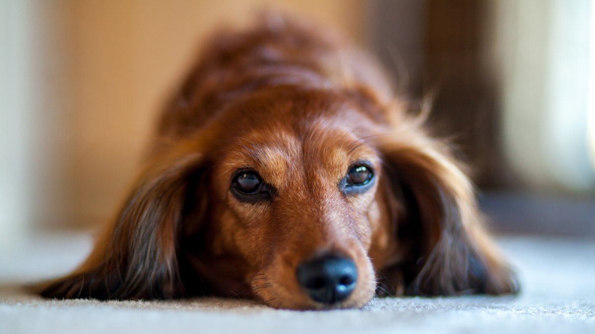 Grab the Tissues: Dachshund Reunites With Her Owners 5 Years After Going Missing