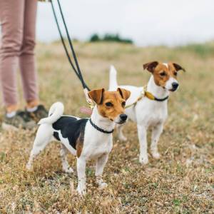 Dogs on a walk