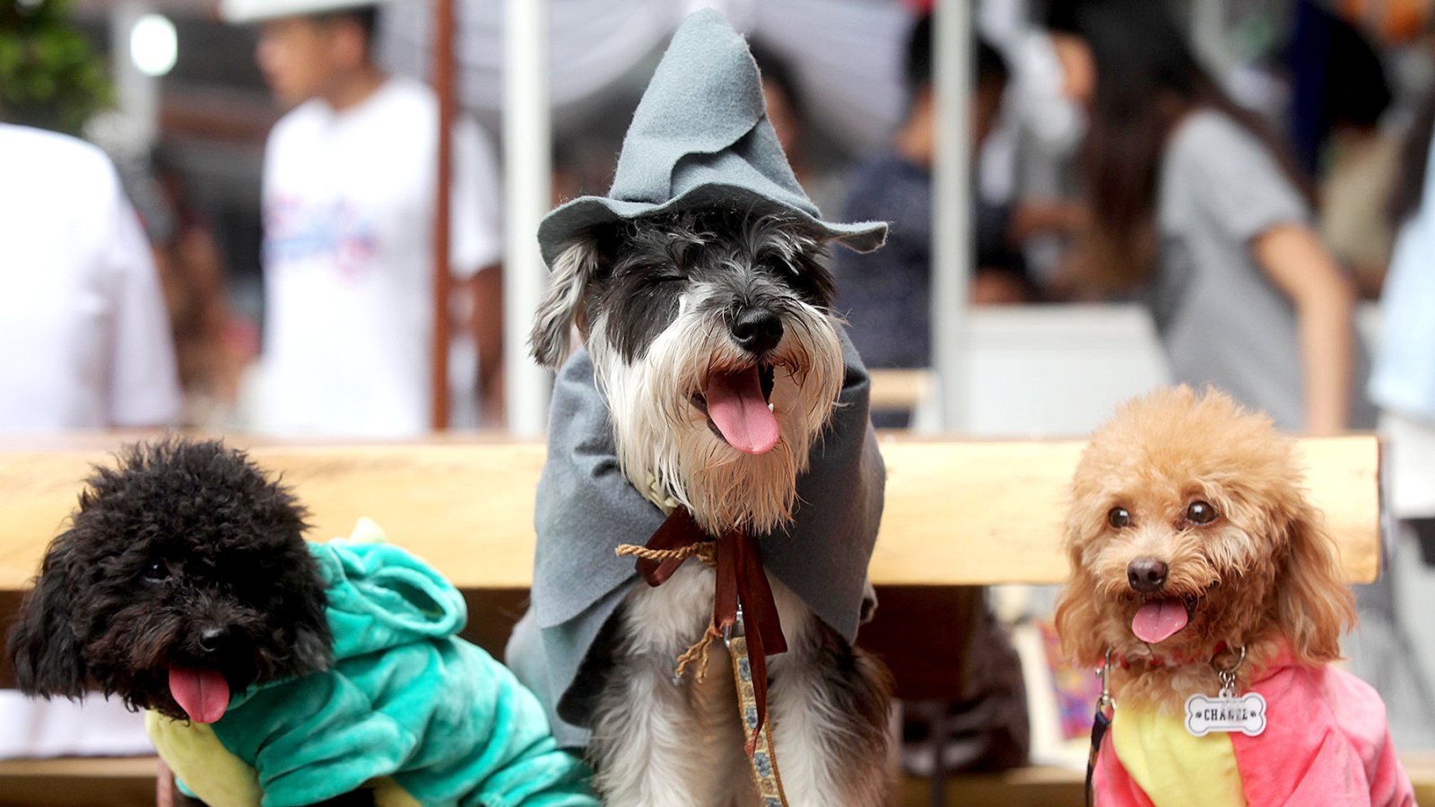 halloween-costume-dogs