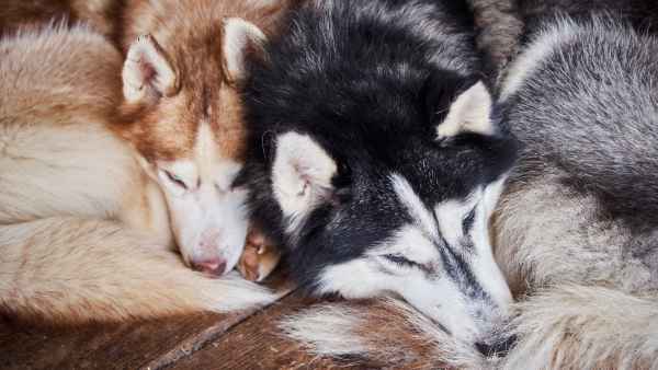 Thailand's True Love Husky Cafe Lets Customers Play With Puppies While They Eat