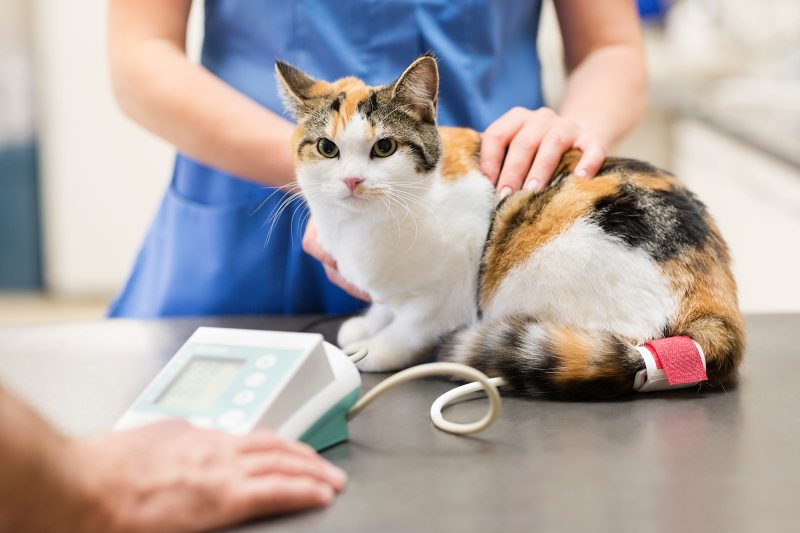 6 Ways You Can Prevent Pet Obesity