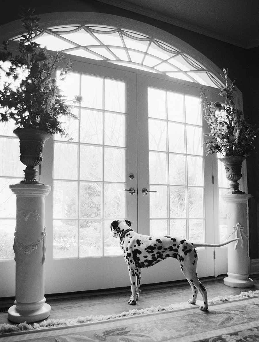 pet-photography