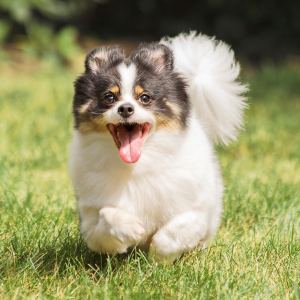 pet-photography