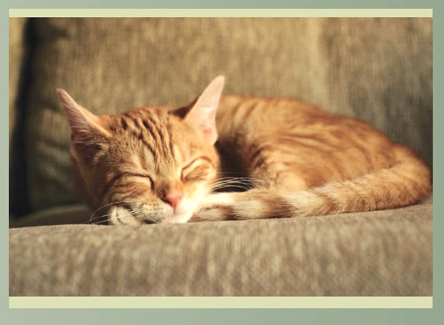 pet-photography