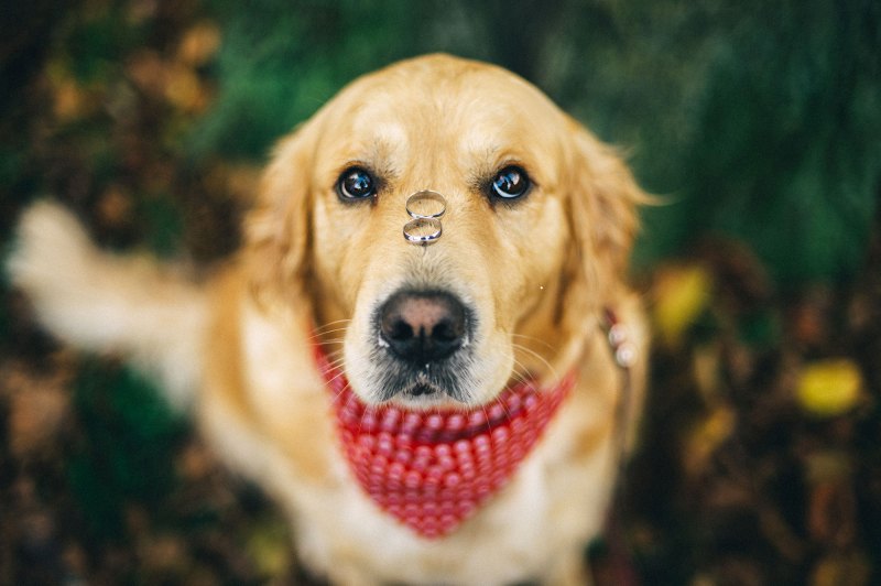 Labrador dog with two wedding rings on his nose