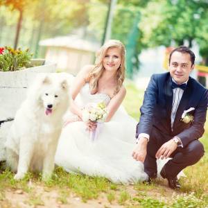 Bride and Groom Posing with their white samoyed dog at wedding.