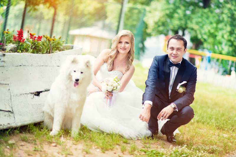 Bride and Groom Posing with their white samoyed dog at wedding.