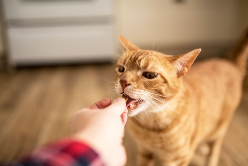 An orange tabby cat eats a cat treat from a person's hand in the kitchen