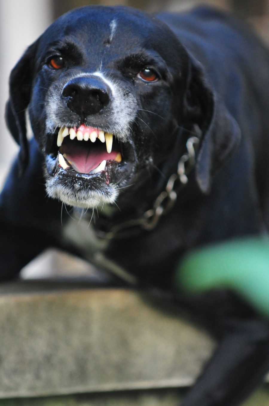 Closeup of a scary black dog