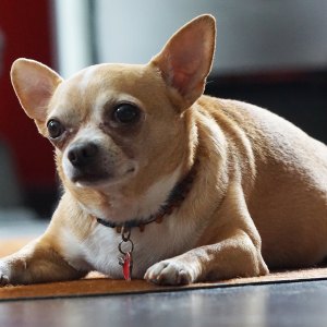 6 Ways You Can Prevent Pet Obesity