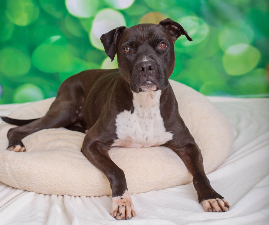 Senior Pets Who Will Make Your House a Home