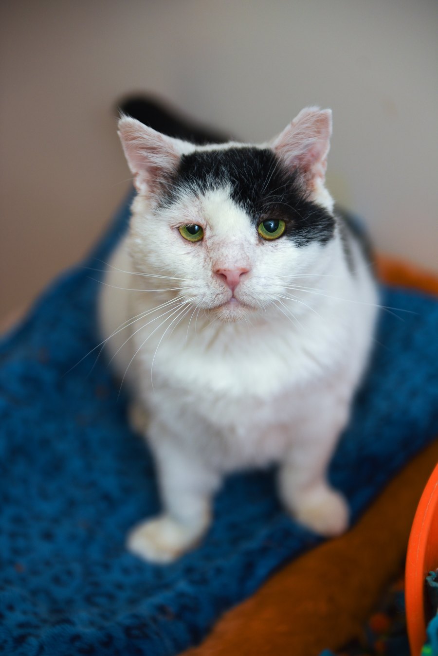 Senior Pets Who Will Make Your House a Home