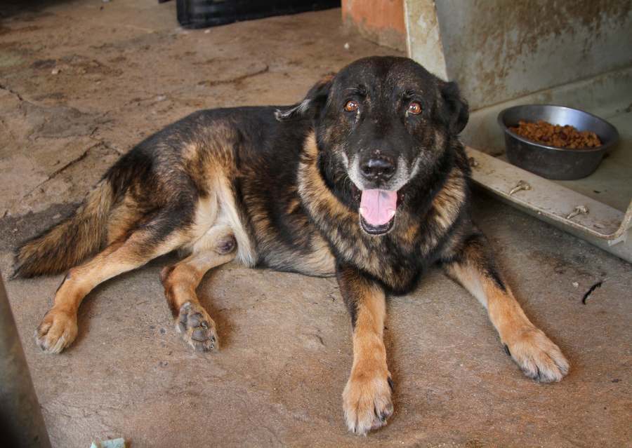 Senior Pets Who Will Make Your House a Home