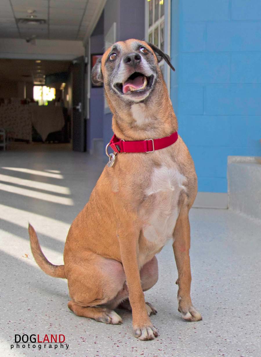 Senior Pets Who Will Make Your House a Home