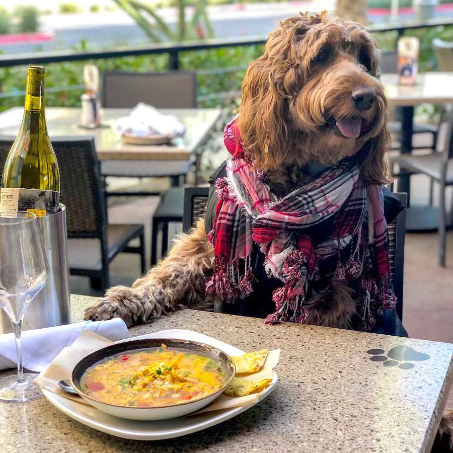 Murphy dog