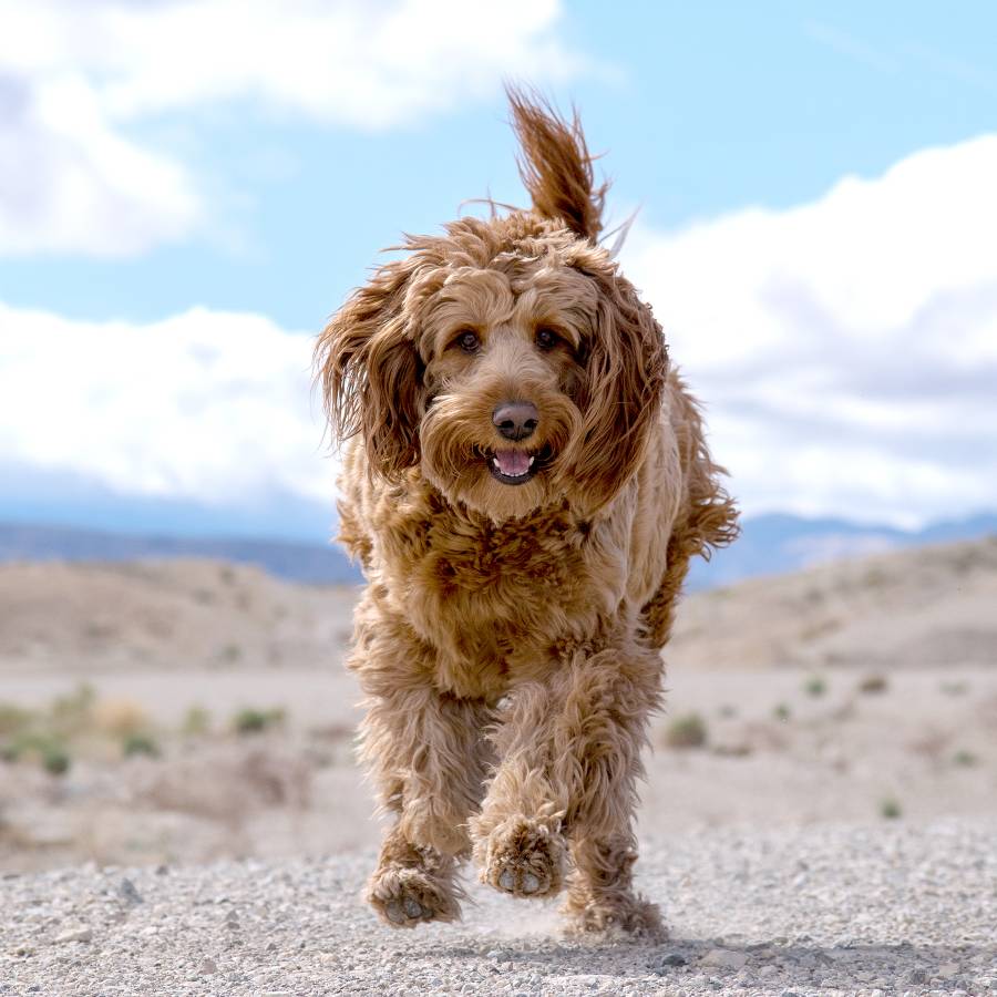 Murphy dog