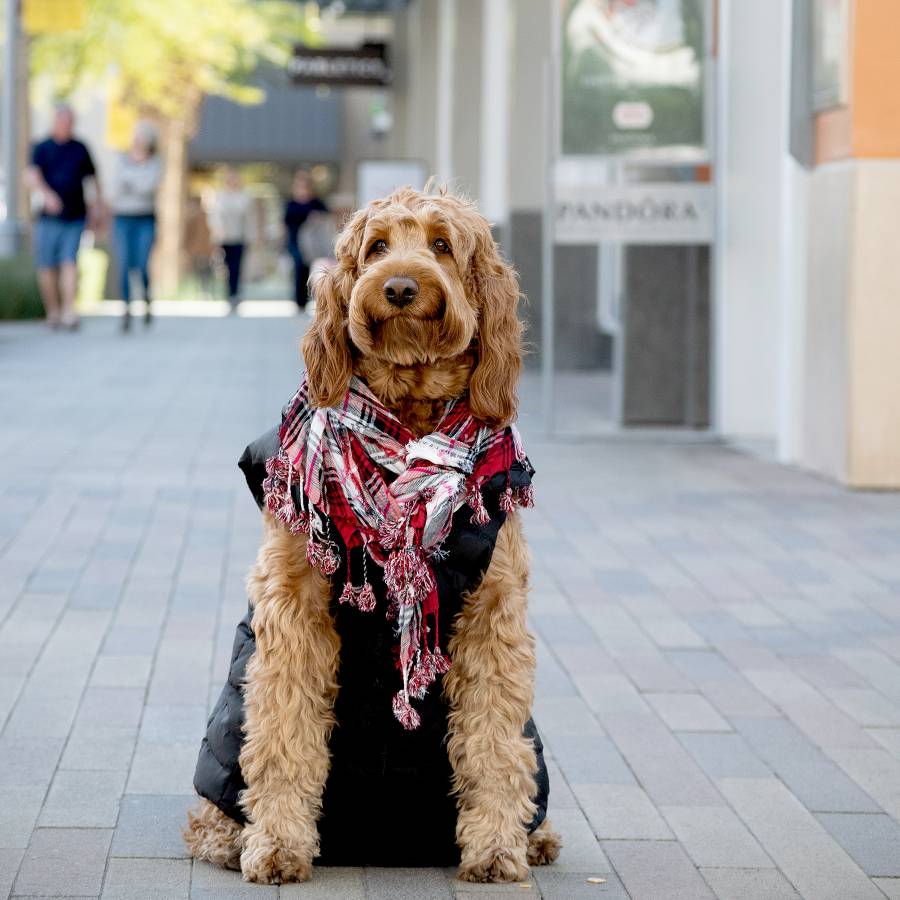Murphy dog
