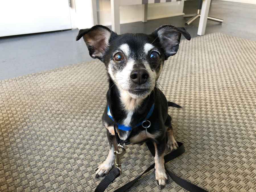 Senior Pets Who Will Make Your House a Home