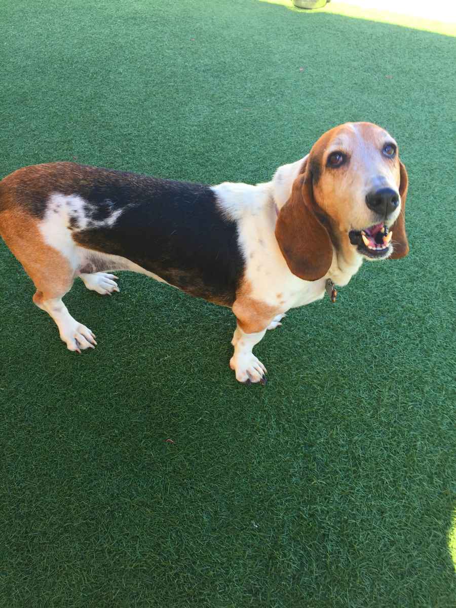 Senior Pets Who Will Make Your House a Home