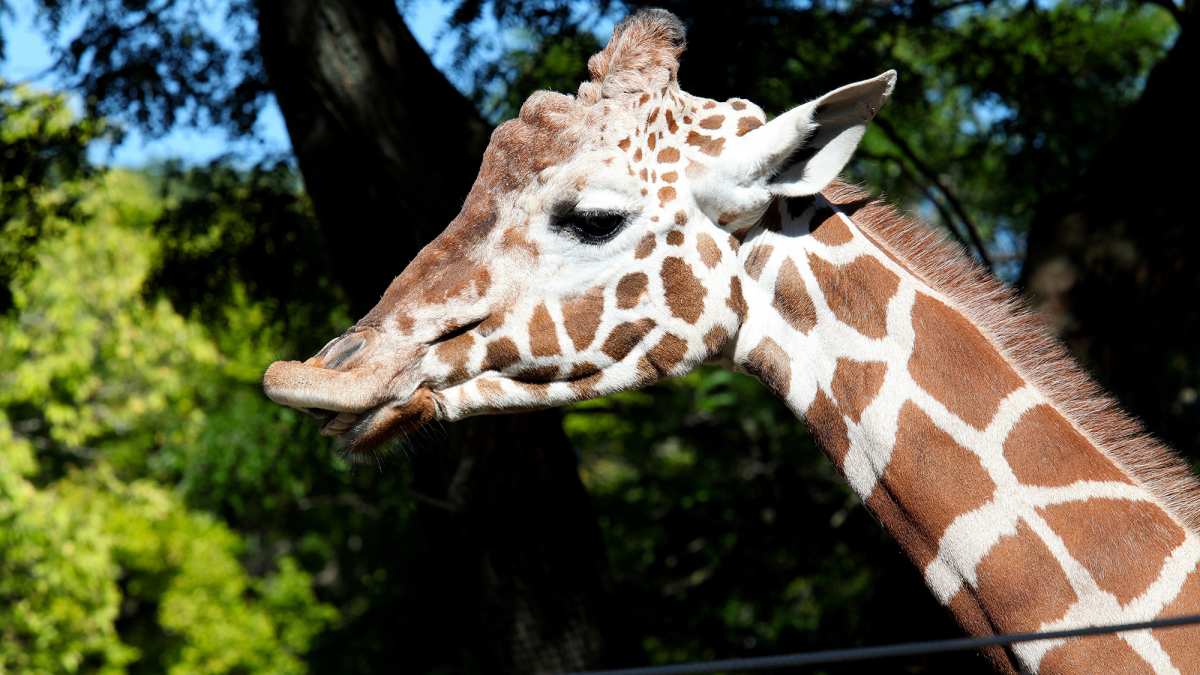 giraffee malibu wine