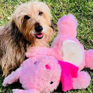Senior Pets Who Will Make Your House a Home